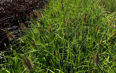 pennisetum setaceum